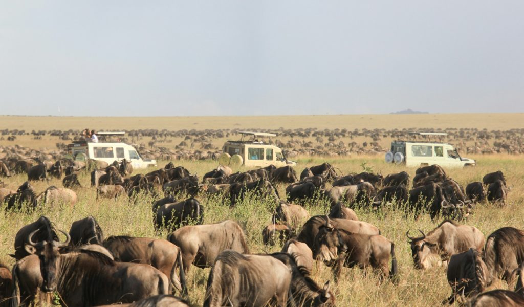 Chennai 1 WildlifeSafaris PondicherryHolidays