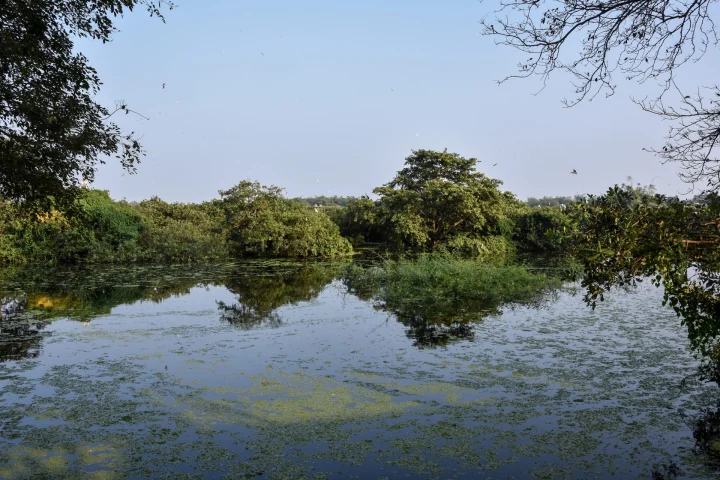Bird Watching near Pondicherry: Wetlands, Seasons and Tips