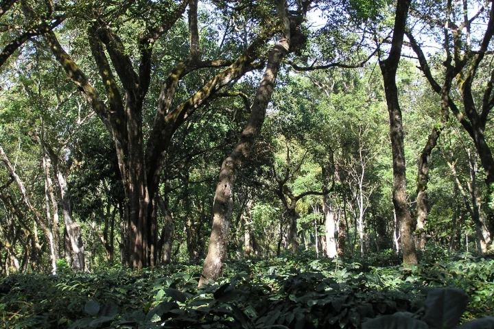Coorg & Chikmagalur Coffee Trail (6 Days / 5 Nights)