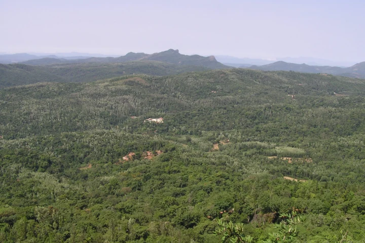 Coorg vs Chikmagalur vs Wayanad: Which Coffee-Country Hill Trip Suits You?