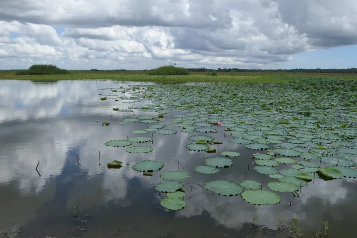 Ousteri Lake (Oussudu Bird Sanctuary)