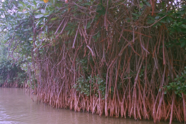 Pichavaram Mangrove Forest