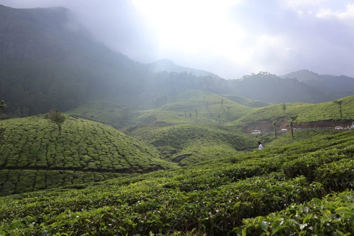 Tea & Coffee Plantations