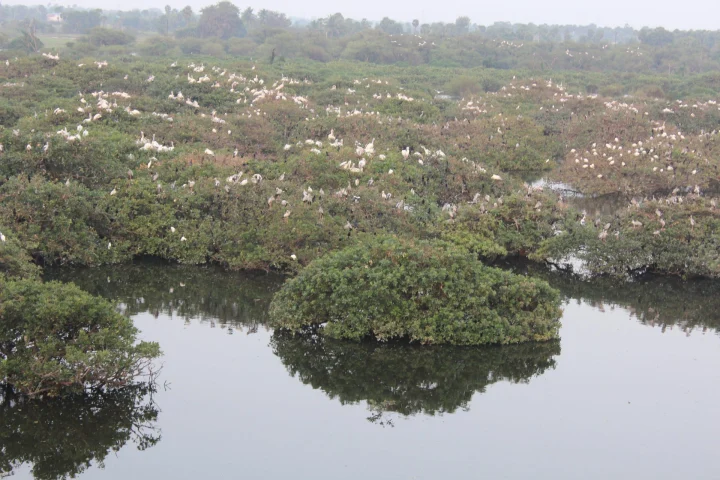 Vedanthangal Bird Sanctuary