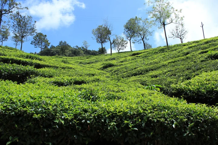 Coonoor