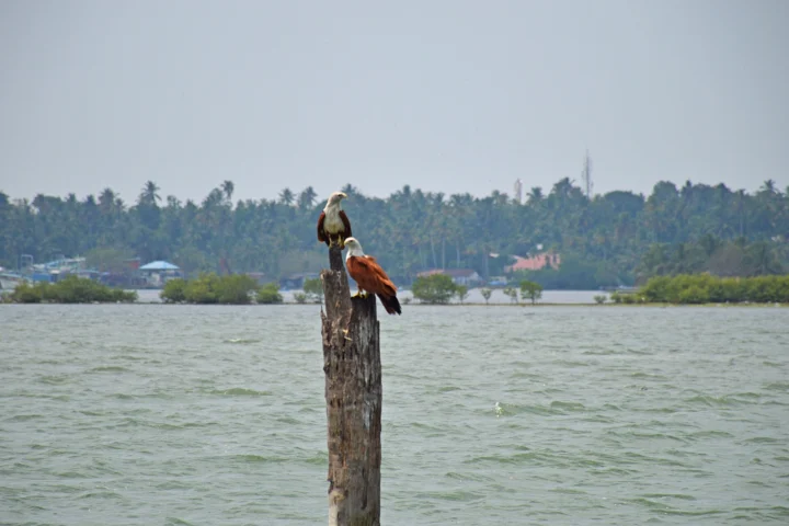 Kumarakom Bird Sanctuary (Vembanad Bird Sanctuary)