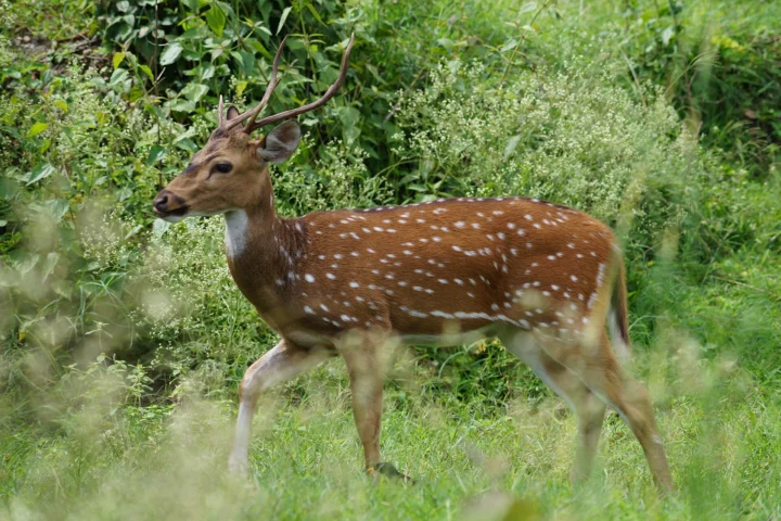 Mudumalai & Masinagudi