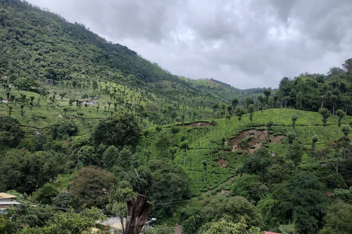 Nilgiris Tour: Coonoor, Ooty & Mudumalai (6 Days / 5 Nights)