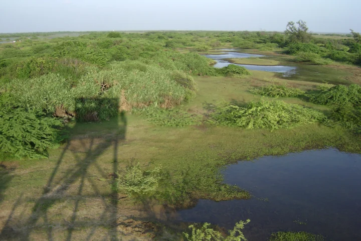 Point Calimere Wildlife and Bird Sanctuary (Kodiakkarai)