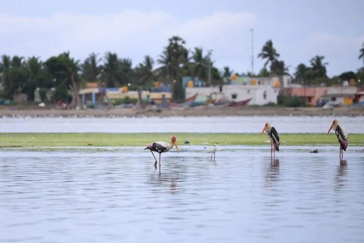 Pulicat Lake Bird Sanctuary (Pazhaverkadu)