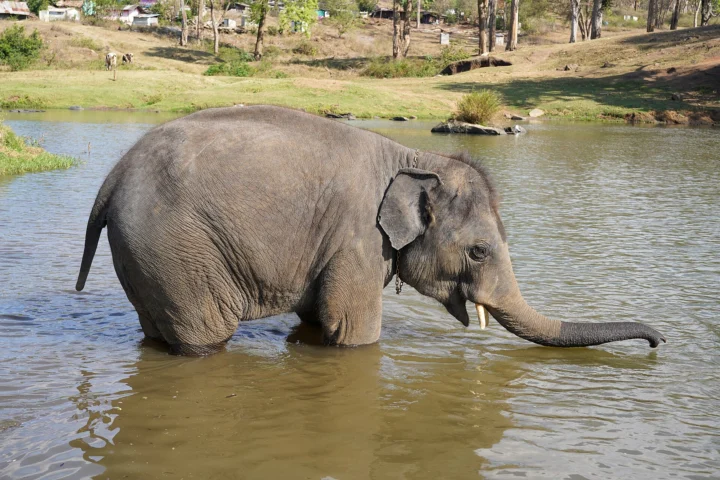 Theppakadu Elephant Camp, Mudumalai